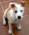 SIMBA, precioso cachorrito con 2 meses abandonado en un parque - El Arca de Noé de Córdoba - mejor precio | unprecio.es