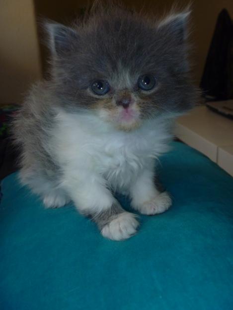 Vendo camada de gatitos persas.