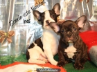 bulldog frances, ¡Haz inolvidables vuestra Noche Buena! - mejor precio | unprecio.es