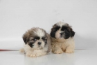 ¡Cachorros de Shih-tzu, haz más feliz la Navidad! - mejor precio | unprecio.es