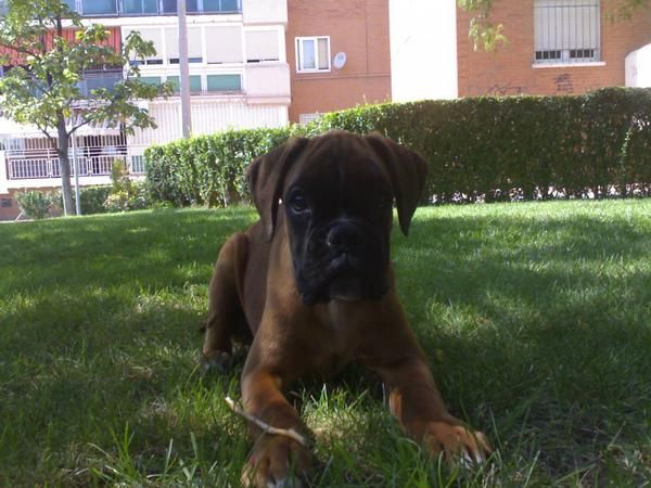 BOXER DORADA PARA EXPOSICION