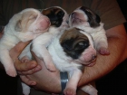 CACHORROS DE SAN BERNARDO - mejor precio | unprecio.es