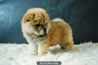 Camada de Chow Chow Preciosos Ejemplares Con Pedigre - mejor precio | unprecio.es