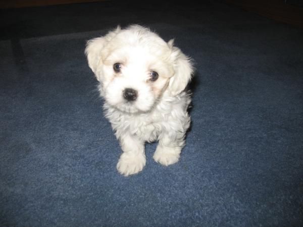 Excelente camada de bichon maltes