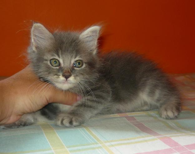 gatitos persa