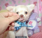 Regalo Chihuahua de Capricho - mejor precio | unprecio.es
