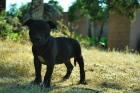 Staffordshire Bull terrier. ( Staffy ) , Líneas inglesas. - mejor precio | unprecio.es