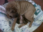 Vendo Cachorros de Shar-Pei - mejor precio | unprecio.es