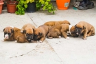 Venta Cachorros Boxer - mejor precio | unprecio.es