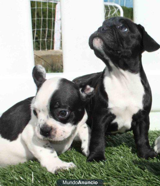 Estupendo bulldog frances ¡El mejor precio