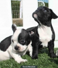 Estupendo bulldog frances ¡El mejor precio - mejor precio | unprecio.es