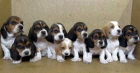 Basset Hound - mejor precio | unprecio.es