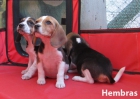 Beagles bicolores y tricolores con pedigri preciosos - mejor precio | unprecio.es