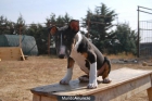 Bull Terrier Pedigree - mejor precio | unprecio.es