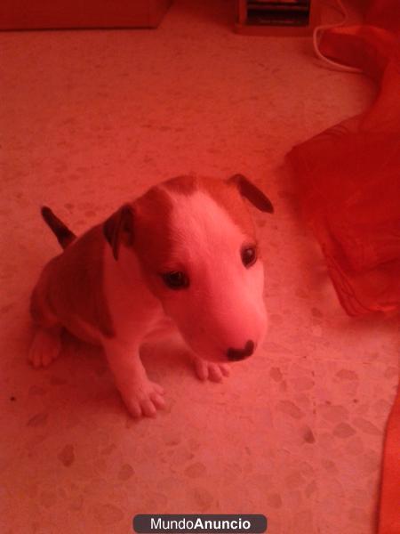 CACHORRO DE BULL TERRIER