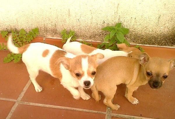 CHIHUAHUA CON PEDIGREE EN MARBELLA