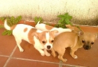 CHIHUAHUA CON PEDIGREE EN MARBELLA - mejor precio | unprecio.es