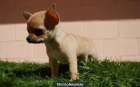 Disponemos de cachorros Chihuahua Toy listos para la entrega - mejor precio | unprecio.es