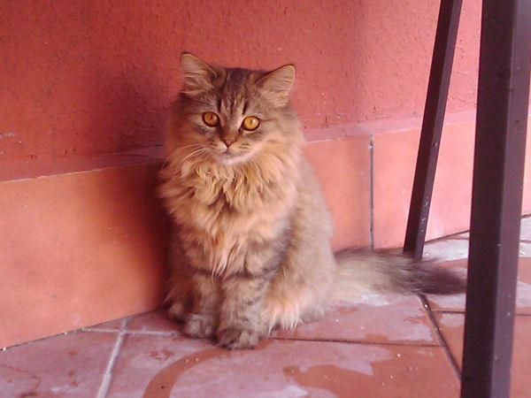 Disponible Persa Brown Tabby 150