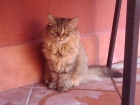 Disponible Persa Brown Tabby 150 - mejor precio | unprecio.es