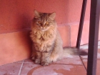 Disponible Persa Brown Tabby 150 - mejor precio | unprecio.es