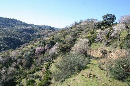 Finca rústica en Monda