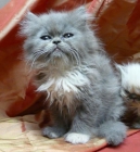 GATITOS PERSAS AUTENTICOS DESDE 250 EUROS - mejor precio | unprecio.es