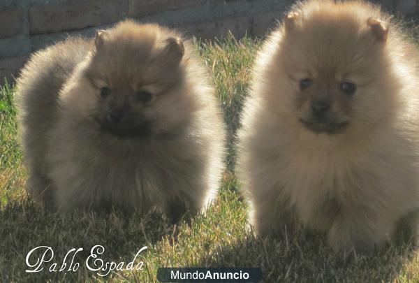 preciosa camada de lulu de pomerania precio 350€