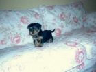 preciosa hembrita de yorkshire terrier - mejor precio | unprecio.es