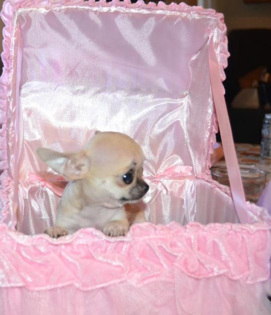 preciosos cachorros de chihuahuas economicos