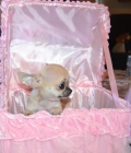 preciosos cachorros de chihuahuas economicos - mejor precio | unprecio.es