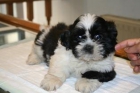 shih tzu - mejor precio | unprecio.es