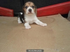 ultimos cachorros de beagle - mejor precio | unprecio.es