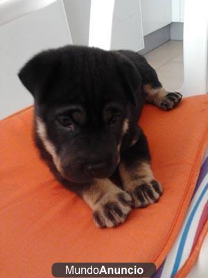 Vendo Preciosa perrita Shar Pei mezcla con Ovejero