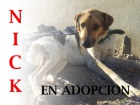 Nick busca familia - mejor precio | unprecio.es