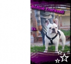 PRECIOSO BULLDOG FRANCES PARA MONTAS - mejor precio | unprecio.es