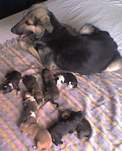 SE REGALA CACHORROS CRUCE PASTOR ALEMAN