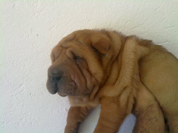 Se vende cachorros shar-pei