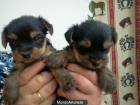 Se vende yorkshire toy - mejor precio | unprecio.es