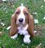 gratis:cachorros de basset hound