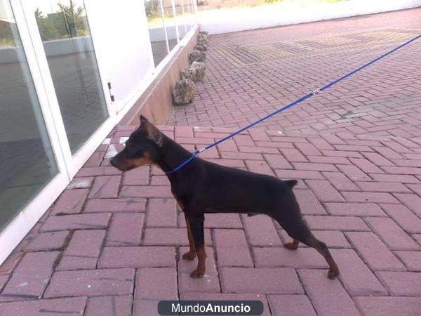 los autenticos doberman miniaturas