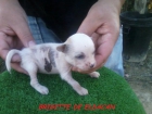 preciosos cachorritos de crestado chino hijos del multi ch Monticello Golden Diamond - mejor precio | unprecio.es