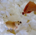 Preciosos Chihuahuas blancos - mejor precio | unprecio.es