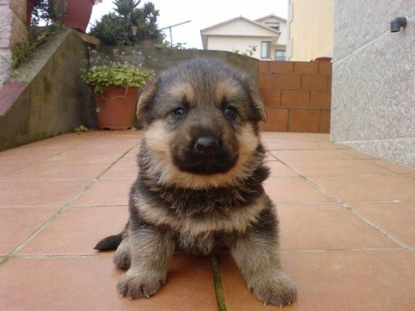 se venden cachorros de Pastor Alemán.