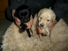 Vendo cachorros de labrador retriever - mejor precio | unprecio.es