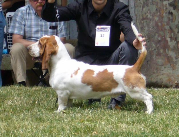 Basset Hound macho para Montas, BIS Joven