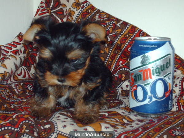 cachorros a la venta con garantia por 400 e