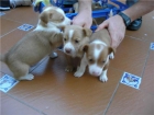 Cachorros pequeño-mediano en adopcion - mejor precio | unprecio.es
