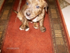 cachorros pitbull - mejor precio | unprecio.es