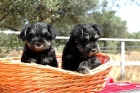 cachorros schnauzer miniatura negro plata - mejor precio | unprecio.es